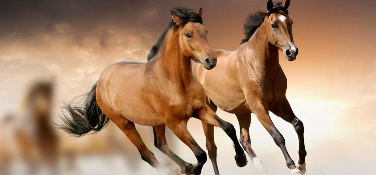 Caballos salvajes. Porqué un líder necesita conflicto en su equipo.